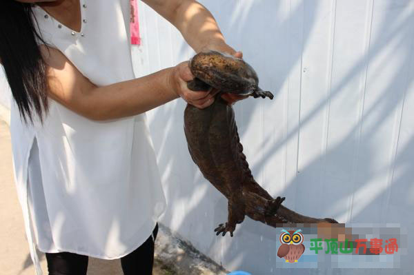 鲁山县一村民发现野生娃娃鱼主动上报农业局