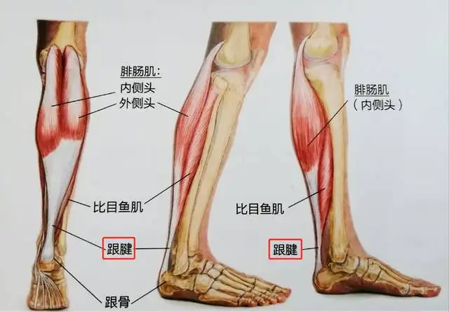 脚跟骨疼是怎么回事